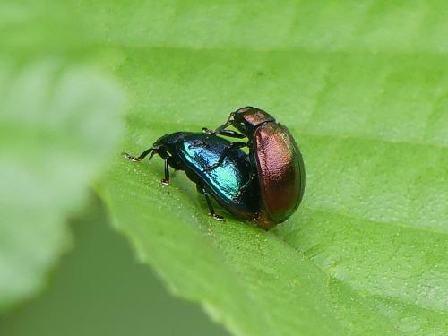 Réf. 325 320 : Plagiosterna aenea